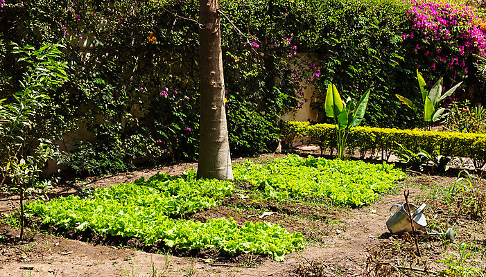 포토 JPG 해외이미지 나무 식물 계절 꽃 채소 아프리카 자연 건강 요리 풍경 사람없음 야외 여름 정원 봄 샐러드 물뿌리개 성장 맛 물주기 원예 조경 성분 채식주의자 해외202004 해외포토 나라 음식 컨셉 모션 취미 생태계 채식 파일형식 이미지허브