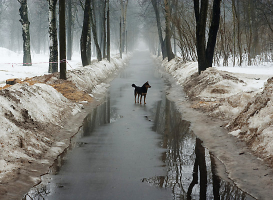 포토 JPG 해외이미지 나무 계절 물결 장갑 겨울 자연 날씨 휴식 풍경 사람없음 야외 목재 냉동 검은색 침묵 봄 추위 시골 막대기 개 떨어짐 숲 큼 아스팔트 즐거움 생태학 해외202004 해외포토 식물 잡화 교육 감정 도로 컬러 컨셉 재료 포유류 소리 크기 생태계 파일형식 이미지허브