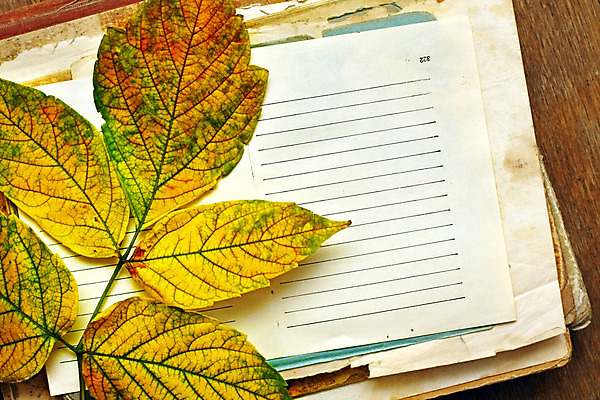 포토 JPG 해외이미지 계절 종이 백그라운드 잎 자연 프레임 미술 사람없음 책 빨간색 컬러풀 갈색 노란색 다이어리 공백 가을 복고 해외202004 해외포토 식물 컬러 문화예술 사무용품 생태계 파일형식 이미지허브