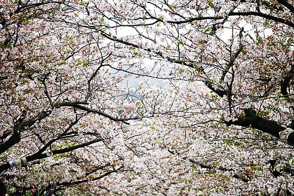 포토 JPG 해외이미지 나무 계절 공원 꽃 아시아 분홍색 여행 꽃무늬 자연 하늘 동양인 사람없음 파란색 일본 봄 벚꽃 흰색 나뭇가지 4 체리 도쿄 4월 가득함 내추럴 교토 해외202004 해외포토 식물 공공시설 나라 컬러 무늬 과일 인종 숫자 날짜 생태계 파일형식 이미지허브