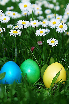 포토 JPG 해외이미지 전통 계절 꽃 행복 종교 꽃무늬 패턴 자연 하늘 휴가 부활절 선물 잔디 사람없음 야외 장식 초록색 파란색 컬러풀 노란색 정원 계란 축제 봄 기쁨 흰색 축하 신선 그리기 둥지 민들레 심볼 데이지 사냥 내추럴 취급주의 스타일 해외202004 해외포토 식물 기념일 감정 컬러 컨셉 무늬 모션 경고 알 생태계 파일형식 이미지허브