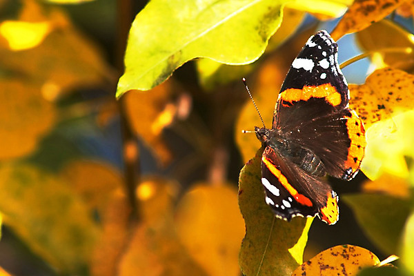 포토 JPG 해외이미지 나무 식물 동물 계절 나비 곤충 백그라운드 잎 패턴 날개 자연 앉기 사람없음 야외 빨간색 초록색 파란색 노란색 평화 정원 자유 가을 시골 닫기 숲 순수 파인애플 질감 꿀 블러 해외202004 해외포토 컬러 컨셉 무늬 과일 모션 열대과일 생태계 파일형식 이미지허브