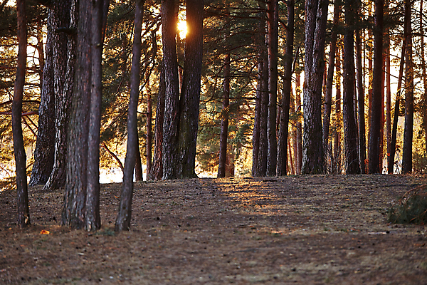 포토 JPG 해외이미지 나무 식물 계절 백그라운드 단풍 잎 겨울 자연 풍경 사람없음 야외 목재 빛 갈색 평화 환경 계곡 산책 활발 하이킹 추위 가을 시골 황무지 떨어짐 숲 큼 장면 내추럴 창백 깊이 땅바닥 벌거벗은 삼림지대 옛날 해외202004 해외포토 컬러 컨셉 재료 레저 휴식 바닥 크기 생태계 파일형식 이미지허브
