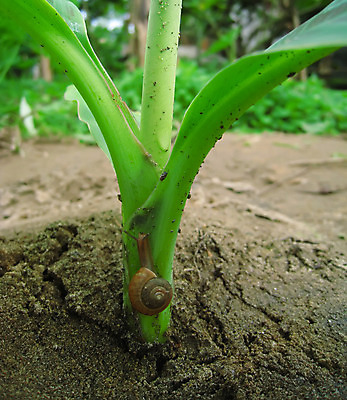 포토 JPG 해외이미지 나무 식물 공원 꽃 호수 백그라운드 자연 하늘 호박 낚시 산 풍경 사람없음 야외 초록색 물 여름 파란색 강 태양 노란색 일출 환경 일몰 흰색 숲 달팽이 장면 내추럴 해외202004 해외포토 자연요소 계절 공공시설 컬러 채소 레저 연체동물 노을 생태계 파일형식 이미지허브