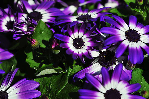 포토 JPG 해외이미지 꽃 분홍색 여행 백그라운드 패턴 오렌지 자연 부활절 사람없음 야외 빨간색 물 파란색 빛 컬러풀 햇빛 장미 노란색 보라색 봄 활발 흰색 축하 뜨거움 난초 데이지 이국적 해외202004 해외포토 자연요소 식물 계절 기념일 컬러 컨셉 무늬 과일 태양 생태계 파일형식 이미지허브