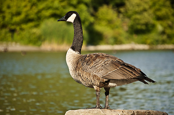 포토 JPG 해외이미지 공원 야생동물 캐나다 자연 조류 서기 사람없음 야외 옆모습 가로 물 사진촬영 연못 저녁 거위 해외202004 해외포토 자연요소 동물 공공시설 뷰포인트 북아메리카 모션 촬영 야간 생태계 파일형식 이미지허브