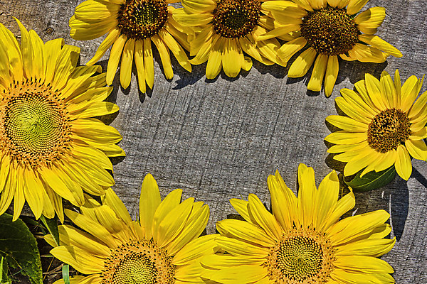 포토 JPG 해외이미지 식물 디자인 배너 계절 꽃잎 꽃 백그라운드 잎 일러스트 자연 날씨 해바라기 프레임 광고판 사람없음 목재 장식 여름 노란색 정원 침묵 방 가을 시골 판넬 널 심볼 사인 그림 엘리먼트 옛날 해외202004 해외포토 나무 컬러 재료 알림판 소리 생태계 판 파일형식 이미지허브