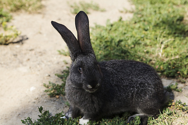 포토 JPG 해외이미지 주간 한마리 응시 앉기 잔디 사람없음 야외 토끼 흙길 흑토끼 해외포토 자연요소 식물 1 시선 길 포유류 모션 반려동물 흙 파일형식 이미지허브