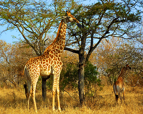 포토 JPG 해외이미지 동물 한마리 야생동물 포유류 아프리카 자연 동물원 사람없음 야외 세로 파란색 관광지 컬러풀 큼 기린 사파리 5 단아함 대가리 사바나 웅장함 초식 탄자니아 평야 해외202004 해외포토 1 나라 컬러 여행 숫자 크기 생태계 파일형식 이미지허브