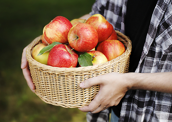포토 JPG 해외이미지 손 음식 과일 관리 사람없음 야외 빨간색 바구니 정원 수확 가을 잡기 사과 가득함 원예 숙성 해외202004 해외포토 계절 컬러 농업 모션 취미 신체부위 파일형식 이미지허브