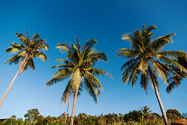 포토 JPG 해외이미지 나무 식물 구름 모래 바다 섬 여행 잎 자연 하늘 휴가 휴식 손바닥 풍경 사람없음 야외 초록색 여름 파란색 햇빛 태양 맑음 침묵 꿈 만 뜨거움 고급 휴양지 하와이 석호 이국적 파라다이스 환상 해외202004 해외포토 자연요소 손 계절 컬러 컨셉 날씨 미국 소리 장소 생태계 파일형식 이미지허브