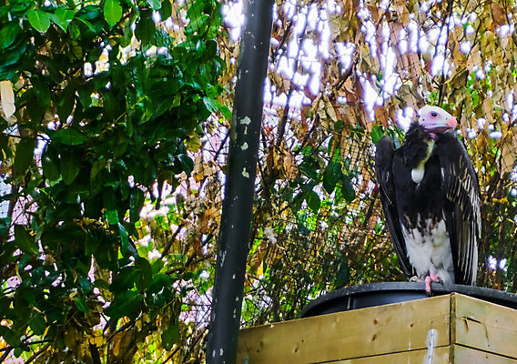 포토 JPG 해외이미지 동물 얼굴 야생동물 분홍색 아프리카 조류 종류 사람없음 세계 갈색 머리 검은색 흰색 죽음 사파리 깃털 부리 인도네시아 육식동물 육식 멸종 남쪽 사하라 서쪽 옛날 특별함 해외202004 해외포토 나라 아시아 컬러 컨셉 신체부위 사막 방향 파일형식 이미지허브