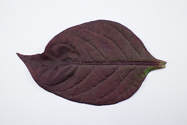 포토 JPG 해외이미지 식물 잎 불꽃 풍경 사람없음 치료 빨간색 정원 보라색 약초 허브 날것 아이비 내추럴 해외202004 해외포토 컬러 의학 불 풀_식물 파일형식 이미지허브