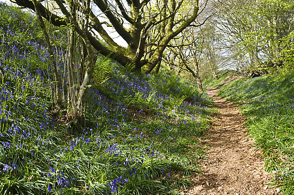 포토 JPG 해외이미지 나무 꽃잎 꽃 길 밭 사람없음 들꽃 성장 벚꽃 개화 원주민 숲 원예 내추럴 블루벨 해외202004 해외포토 식물 농업 취미 아프리카인 파일형식 이미지허브