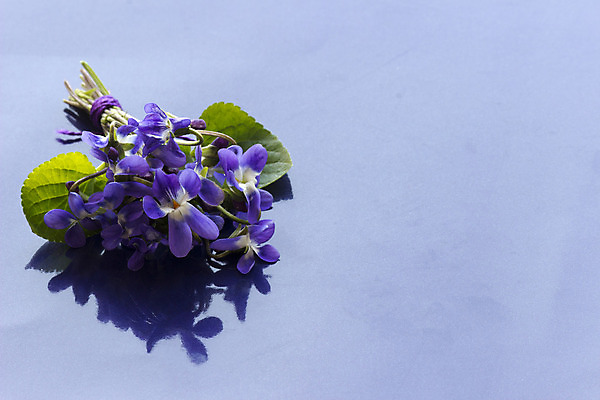 포토 JPG 해외이미지 식물 계절 꽃잎 꽃 줄기 꽃다발 백그라운드 잎 자연 사람없음 장식 초록색 정원 봄 들꽃 개화 다발 허브 제비꽃 향기 비올라 해외202004 해외포토 컬러 생태계 냄새 파일형식 찰현악기 이미지허브