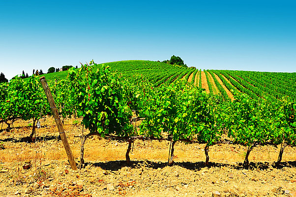 포토 JPG 해외이미지 나무 식물 유럽 선 여행 밭 농업 자연 하늘 포도 산 주택 풍경 사람없음 초록색 여름 농가 농장 와인 정원 계곡 이탈리아 수확 성장 시골 만취 빌라 맨션 타일 언덕 올리브 포도밭 포도나무 땅바닥 양조장 줄서기 토스카나 해외202004 해외포토 계절 열매 나라 산업 컬러 과일 모션 바닥 주류 건물 과일나무 생태계 술취함 파일형식 이미지허브