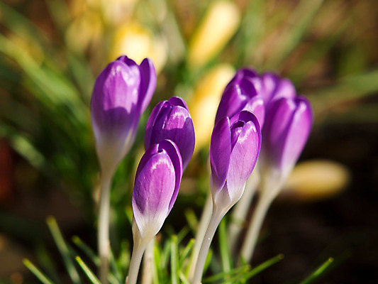 포토 JPG 해외이미지 꽃잎 꽃 백그라운드 밭 자연 사람없음 물 노란색 정원 보라색 봄 닫기 떨어짐 제비꽃 묘사 속도 원예 내추럴 해외202004 해외포토 자연요소 식물 계절 컬러 컨셉 농업 모션 취미 생태계 파일형식 이미지허브