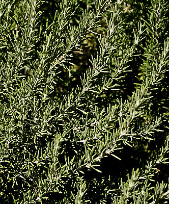 포토 JPG 해외이미지 식물 종이 음식 잎 재료 건강 요리 사람없음 초록색 주방 수확 나뭇가지 신선 우아함 맛 다발 허브 향신료 유기농 향기 아로마 향 아로마테라피 로즈메리 고립 프로방스 해외202004 해외포토 나무 웰빙 컬러 컨셉 농업 냄새 테라피 향미료 파일형식 이미지허브