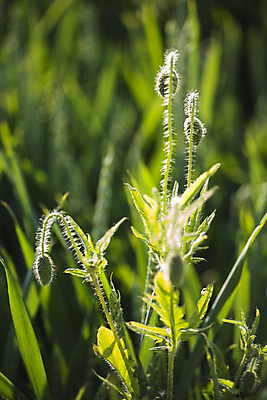 포토 JPG 해외이미지 나무 구름 밭 농업 자연 하늘 풍경 사람없음 목재 초록색 파란색 태양 농장 농촌 4월 시리얼 양귀비 폴란드 평야 해외202004 해외포토 자연요소 식물 꽃 유럽 산업 음식 컬러 재료 시골 날짜 생태계 파일형식 이미지허브