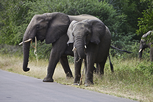 포토 JPG 해외이미지 동물 응시 공원 야생동물 포유류 가족 아프리카 자연 초식동물 코끼리 함께함 서기 풍경 사람없음 환경 시골 관찰 그룹 닫기 보호 군중 큼 사파리 귀 장면 상아 멸종 남쪽 해외202004 해외포토 시선 공공시설 나라 컨셉 관계 모션 사람 신체부위 크기 방향 생태계 파일형식 이미지허브
