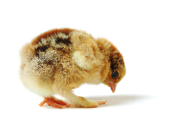 포토 JPG 해외이미지 동물 1 응시 오렌지 장난 발 조류 생물 병아리 사람없음 농장 갈색 노란색 치킨 가축 흰색 아기 신생아 선택 작음 깃털 싱글 부드러움 솜털 단계 고립 암탉 혼자 해외202004 해외포토 시선 컬러 컨셉 농업 과일 사람 신체부위 닭 감각 크기 암컷 닭고기요리 파일형식 이미지허브