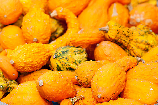 포토 JPG 해외이미지 식물 계절 음식 백그라운드 단풍 패턴 농업 채소 오렌지 부분 자연 벽지 호박 휴가 사람없음 장식 빨간색 초록색 농장 노란색 정원 축제 할로윈 수확 가을 작음 큼 11월 질감 박 추수감사절 흙더미 10월 내추럴 숙성 식용 많음 해외202004 해외포토 산업 기독교 컬러 컨셉 잎 무늬 과일 흙 날짜 크기 생태계 파일형식 더미 이미지허브