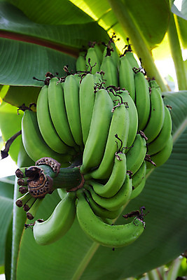 포토 JPG 해외이미지 나무 식물 아시아 음식 줄기 잎 밭 농업 과일 태국 바나나 매달리기 사람없음 야외 초록색 여름 농장 정원 수확 성장 신선 그룹 다발 날것 선로 해외202004 해외포토 계절 나라 산업 컬러 모션 파일형식 이미지허브