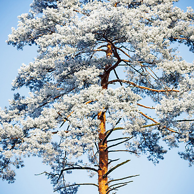 포토 JPG 해외이미지 나무 식물 구름 1 계절 백그라운드 잎 밭 자연 하늘 풍경 사람없음 목재 초록색 여름 파란색 평화 우주 환경 봄 성장 흰색 나뭇가지 시골 고독 숲 큼 땅 싱글 내추럴 고립 옛날 혼자 해외202004 해외포토 자연요소 감정 컬러 컨셉 농업 재료 크기 생태계 파일형식 이미지허브