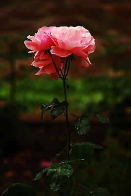 포토 JPG 해외이미지 식물 꽃잎 꽃 사랑 사람없음 장미 봄 표현 관목 해외202004 해외포토 나무 계절 감정 파일형식 이미지허브