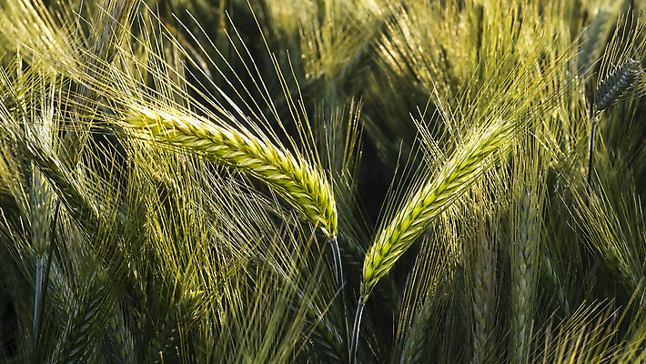 포토 JPG 해외이미지 식물 계절 음식 빵 줄기 백그라운드 밭 농업 자연 건강 씨앗 풍경 사람없음 초록색 여름 경제 농작물 햇빛 농장 농경지 노란색 환경 성장 시골 낟알 시리얼 밀 유기농 보리 귀 밀짚 내추럴 밭일 해외202004 해외포토 웰빙 산업 컬러 곡류 신체부위 태양 짚 생태계 파일형식 이미지허브