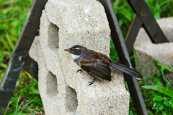 포토 JPG 해외이미지 동물 야생동물 자연 조류 날리기 서기 사람없음 야외 초록색 검은색 블록 흰색 닫기 부리 동물상 집게발 콘크리트 해외202004 해외포토 컬러 모션 조형물 생태계 파일형식 이미지허브