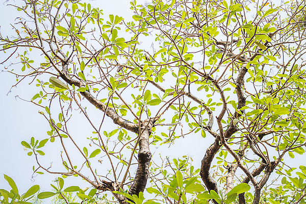 포토 JPG 해외이미지 식물 화분 잎 패턴 농업 비즈니스 자연 하늘 건강 사람없음 초록색 새싹 환경 정원 맑음 봄 성장 나뭇가지 신선 그룹 내추럴 생태학 처음 해외202004 해외포토 나무 계절 교육 산업 컬러 무늬 날씨 생태계 파일형식 이미지허브