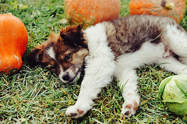 포토 JPG 해외이미지 동물 행복 음식 과학 백그라운드 과일 자연 호박 휴식 건강 피곤 잔디 사람없음 빨간색 초록색 여름 농작물 반려동물 장난감 태양 노란색 에너지 수확 가을 시골 개 달콤 강아지 작음 양배추 사냥개 귀 사냥꾼 복종 신앙심 해외202004 해외포토 자연요소 식물 직업 계절 감정 컬러 컨셉 농업 채소 포유류 신체부위 맛 크기 생태계 파일형식 이미지허브