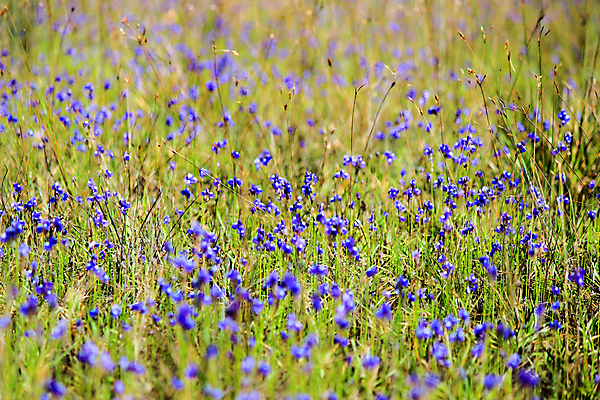 포토 JPG 해외이미지 식물 꽃 태국 자연 국립공원 사람없음 초록색 보라색 숲 제비꽃 자연백그라운드 해외202004 해외포토 공원 아시아 컬러 백그라운드 생태계 파일형식 이미지허브