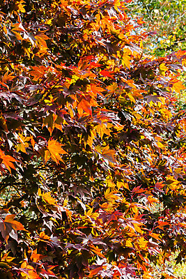 포토 JPG 해외이미지 모양 나무 식물 디자인 계절 백그라운드 단풍 잎 패턴 오렌지 자연 벽지 추상 프레임 사람없음 야외 장식 빨간색 초록색 갈색 노란색 어둠 공백 활발 가을 흰색 그룹 숲 11월 심볼 질감 10월 내추럴 고립 엘리먼트 현실 해외202004 해외포토 컬러 컨셉 무늬 과일 날짜 생태계 파일형식 이미지허브