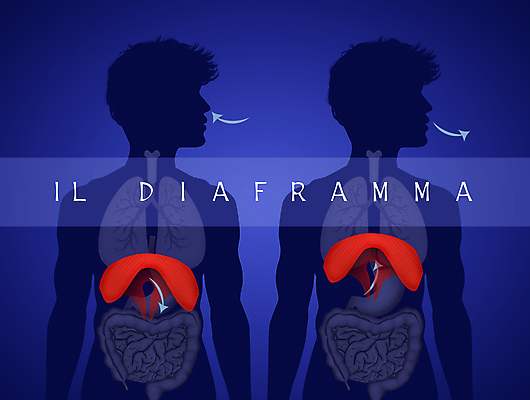 포토 JPG 해외이미지 신체 일러스트 해부 근육 건강 사람 사람없음 약 오르간 허파 호흡 흉부 바비큐립 해외202004 해외포토 의학 건반악기 호흡기관 바비큐 파일형식 이미지허브