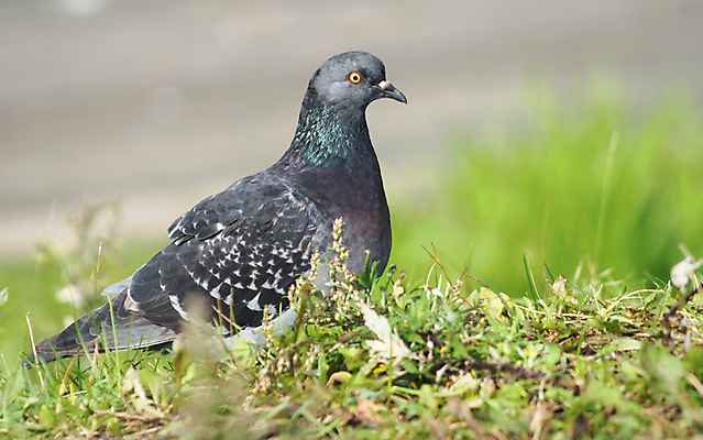 포토 JPG 해외이미지 나무 동물 응시 2 날개 자연 조류 앉기 사람없음 야외 초록색 여름 빛 햇빛 태양 갈색 머리 평화 환경 맑음 회색 자유 흰색 나뭇가지 황무지 우아함 거북이 소프트포커스 깃털 에코 비둘기 부리 리빙 남쪽 내추럴 경보 생태학 해외202004 해외포토 자연요소 식물 시선 계절 교육 컬러 컨셉 파충류 모션 날씨 촬영기법 신체부위 방향 생태계 파일형식 이미지허브