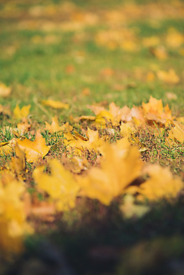 포토 JPG 해외이미지 나무 식물 디자인 계절 공원 길 백그라운드 단풍 잎 밭 오렌지 자연 휴식 건조 풍경 잔디 사람없음 야외 빨간색 초록색 빛 햇빛 노란색 일출 침묵 일몰 새벽 수확 가을 시골 황금 숲 9월 10월 해외202004 해외포토 자연요소 공공시설 컬러 컨셉 농업 과일 태양 노을 소리 날짜 생태계 파일형식 이미지허브