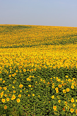 포토 JPG 해외이미지 식물 꽃 문화 지구 밭 농업 자연 하늘 해바라기 풍경 사람없음 야외 초록색 파란색 농장 노란색 맑음 활발 성장 시골 장면 흐림 해외202004 해외포토 산업 컬러 컨셉 날씨 생태계 파일형식 이미지허브
