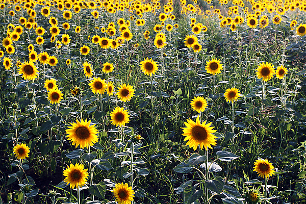 포토 JPG 해외이미지 식물 계절 꽃잎 꽃 문화 백그라운드 잎 꽃무늬 밭 농업 자연 해바라기 씨앗 사람없음 야외 여름 태양 농장 노란색 정원 맑음 활발 성장 벚꽃 시골 닫기 꽃가루 내추럴 밭일 해외202004 해외포토 자연요소 산업 컬러 컨셉 무늬 모션 날씨 가루 생태계 파일형식 이미지허브