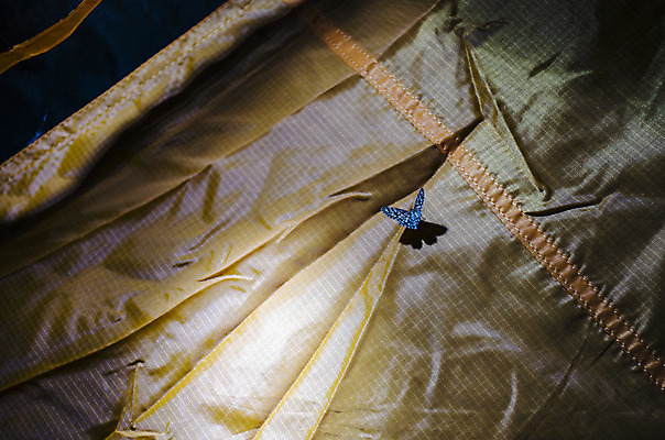 포토 JPG 해외이미지 한마리 야생동물 곤충 절지류 아프리카 사람없음 여름 파란색 컬러풀 해외202004 해외포토 동물 1 계절 나라 컬러 파일형식 이미지허브