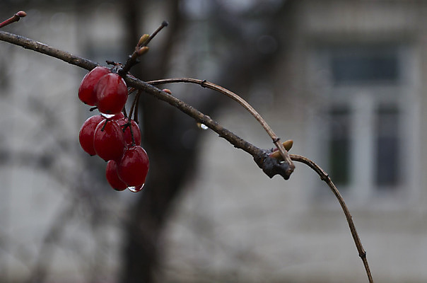 포토 JPG 해외이미지 나무 식물 계절 열매 음식 백그라운드 과일 창문 자연 건강 사람없음 빨간색 물 추위 가을 나뭇가지 떨어짐 다발 벌거벗은 숙성 해외202004 해외포토 자연요소 컬러 컨셉 생태계 파일형식 이미지허브