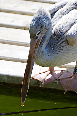 포토 JPG 해외이미지 동물 얼굴 야생동물 바다 섬 자연 조류 하늘 낚시 휴가 동물원 사람없음 물 파란색 반려동물 흰색 펠리컨 깃털 부리 해외202004 해외포토 자연요소 컬러 레저 신체부위 생태계 파일형식 이미지허브
