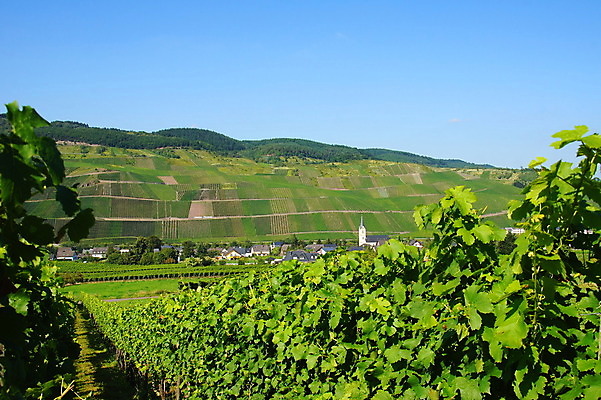 포토 JPG 해외이미지 주택 풍경 사람없음 초록색 여름 마을 와인 포도밭 해외202004 해외포토 계절 컬러 밭 주류 건물 파일형식 이미지허브