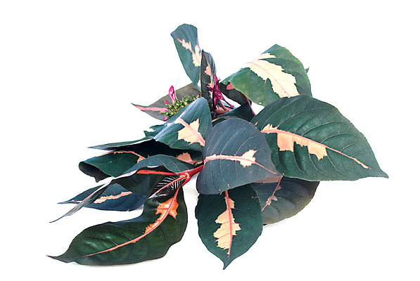 포토 JPG 해외이미지 나무 식물 전통 아시아 결혼 잎 태국 자연 돌담 사람없음 장식 초록색 여름 알약 약 정원 봄 신선 손질 명예 내추럴 추출 치료제 캐리커처 해외202004 해외포토 계절 나라 컬러 의학 이벤트 담장 돌_바위 그림 생태계 파일형식 이미지허브