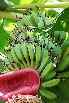 포토 JPG 해외이미지 나무 식물 공원 꽃 잎 자연 주택 건조 바나나 사람없음 초록색 물 정원 막대기 황무지 숲 대나무 해외202004 해외포토 자연요소 공공시설 컬러 과일 건물 생태계 파일형식 이미지허브