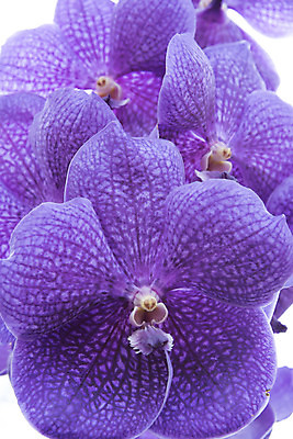 포토 JPG 해외이미지 식물 디자인 꽃잎 꽃 분홍색 꽃다발 잎 꽃무늬 패턴 자연 추상 사람없음 장식 환경 정원 보라색 봄 벚꽃 흰색 나뭇가지 시골 난초 우아함 닫기 배열 제비꽃 네덜란드 보케 호접란 향 내추럴 해외202004 해외포토 나무 계절 유럽 컬러 컨셉 무늬 모션 생태계 파일형식 이미지허브