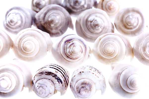 포토 JPG 해외이미지 동물 야생동물 바다 아프리카 자연 조개 골격 이집트 사람없음 물 파란색 바닷속 수중 껍질 호주 생태계 인도네시아 태평양 수족관 홍해 인도양 몰디브 카리브해 소금물 해외202004 해외포토 자연요소 나라 아시아 컬러 어패류 오세아니아 파일형식 이미지허브