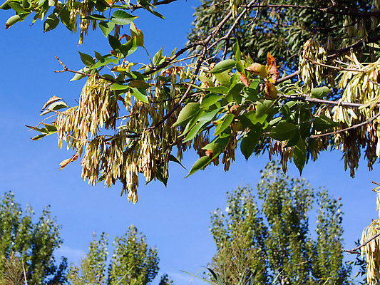 포토 JPG 해외이미지 나무 식물 계절 열매 잎 오렌지 과일 자연 산 사람없음 빨간색 세로 초록색 여름 정원 봄 나뭇가지 제조 다발 꽃가루 꽃수술 재 해외202004 해외포토 컬러 가루 생태계 파일형식 이미지허브