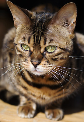 포토 JPG 해외이미지 동물 포유류 자연 사람없음 반려동물 고양이 솜털 해외202004 해외포토 생태계 파일형식 이미지허브